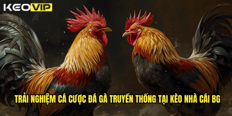 Đá Gà Truyền Thống Việt Nam - Bảo Tồn Văn Hóa Cùng kèo nhà cái bg 2 Trải nghiệm cá cược đá gà truyền thống tại kèo nhà cái bg