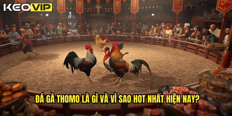 Đá gà thomo là gì và vì sao hot nhất hiện nay?
