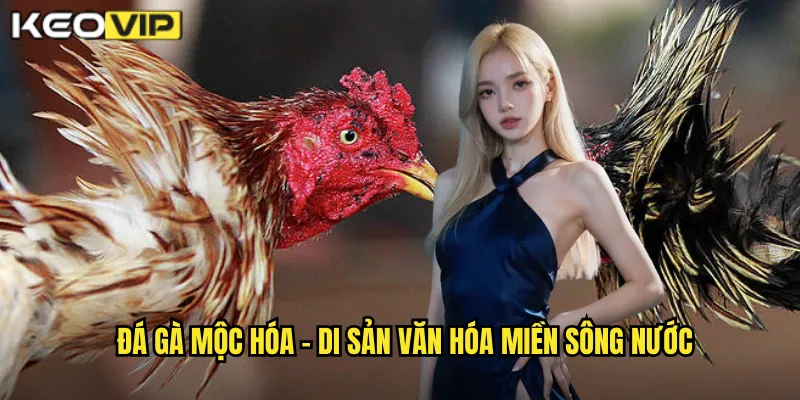 Đá gà mộc hóa - Di sản văn hóa miền sông nước