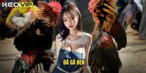đá gà đen