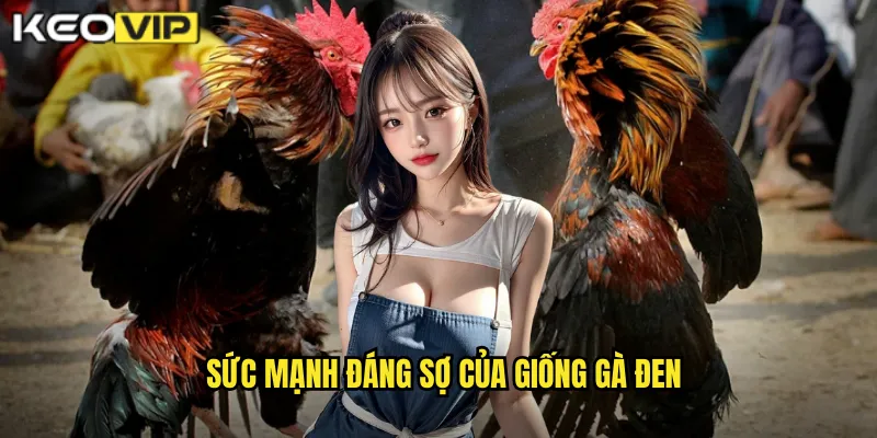 Đá Gà Đen - Chiến Binh Bất Bại Cùng kèo nhà cái bg 1 Sức mạnh đáng sợ của giống gà đen