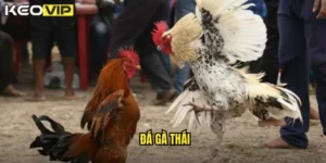 đá gà Thái