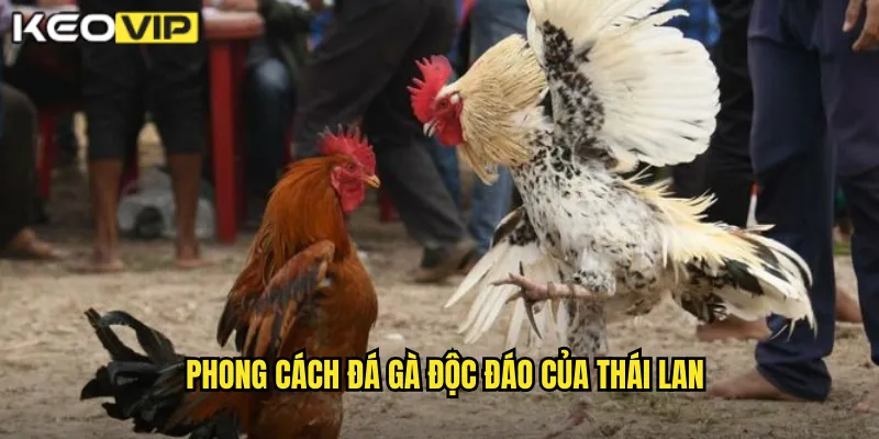 Phong cách đá gà độc đáo của Thái Lan