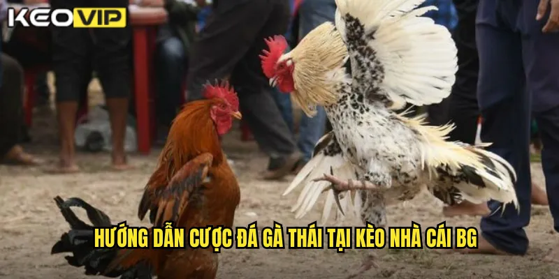 Hướng dẫn cược đá gà Thái tại kèo nhà cái bg
