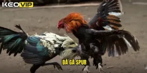 đá gà spur