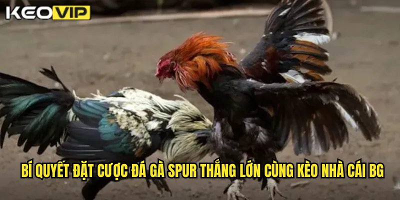 Đá Gà Spur - Kịch Tính Và Mãn Nhãn Cùng kèo nhà cái bg 2 Bí quyết đặt cược đá gà spur thắng lớn cùng kèo nhà cái bg