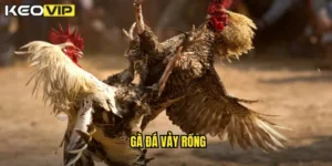 gà đá vảy rồng