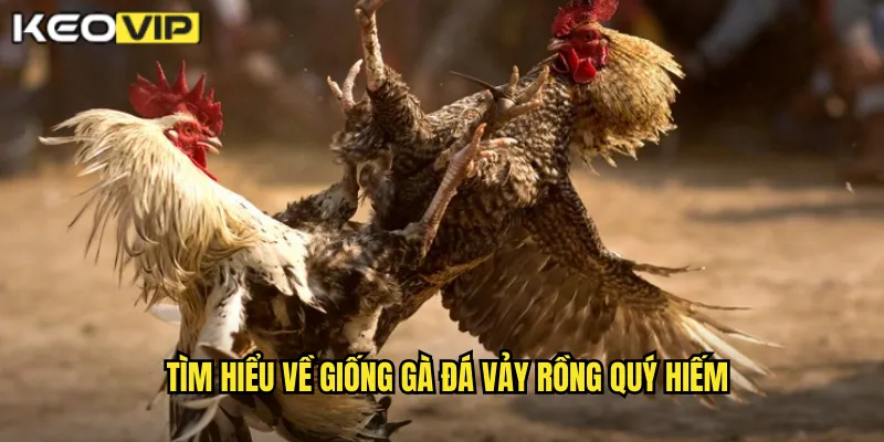 Tìm hiểu về giống gà đá vảy rồng quý hiếm