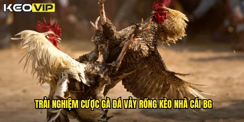 Trải nghiệm cược gà đá vảy rồng kèo nhà cái bg