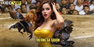 trường gà Savan