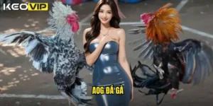 AOG đá gà