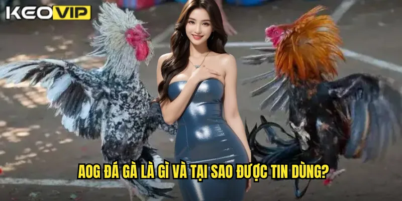 AOG Đá Gà - Nền Tảng Uy Tín Hàng Đầu Cùng kèo nhà cái bg 1 AOG đá gà là gì và tại sao được tin dùng?