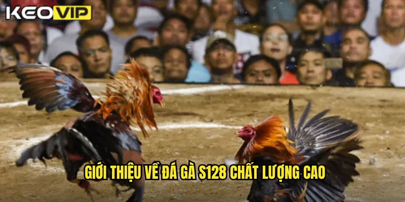 Giới thiệu về đá gà S128 chất lượng cao