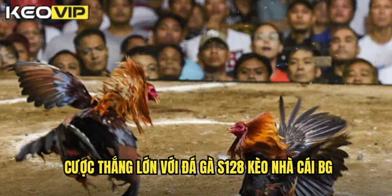 Cược thắng lớn với đá gà S128 kèo nhà cái bg