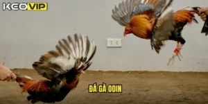 đá gà Odin