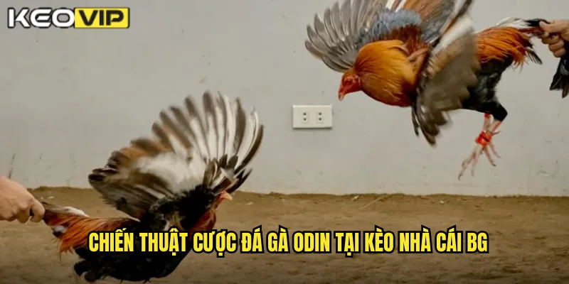 Chiến thuật cược đá gà Odin tại kèo nhà cái bg