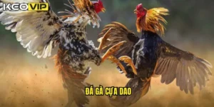 đá gà cựa dao