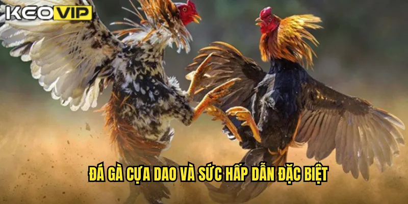 Đá gà cựa dao và sức hấp dẫn đặc biệt
