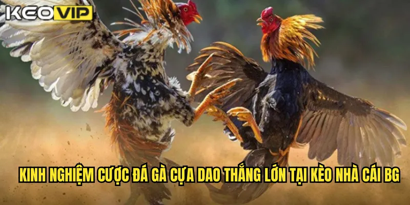 Kinh nghiệm cược đá gà cựa dao thắng lớn tại kèo nhà cái bg