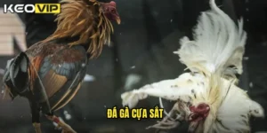 đá gà cựa sắt