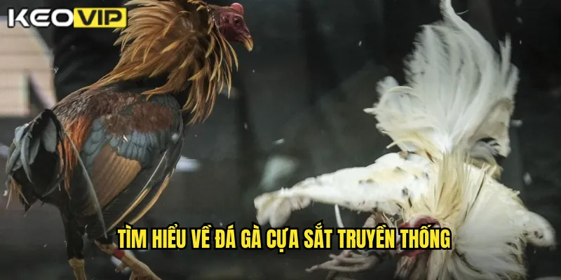 Tìm hiểu về đá gà cựa sắt truyền thống