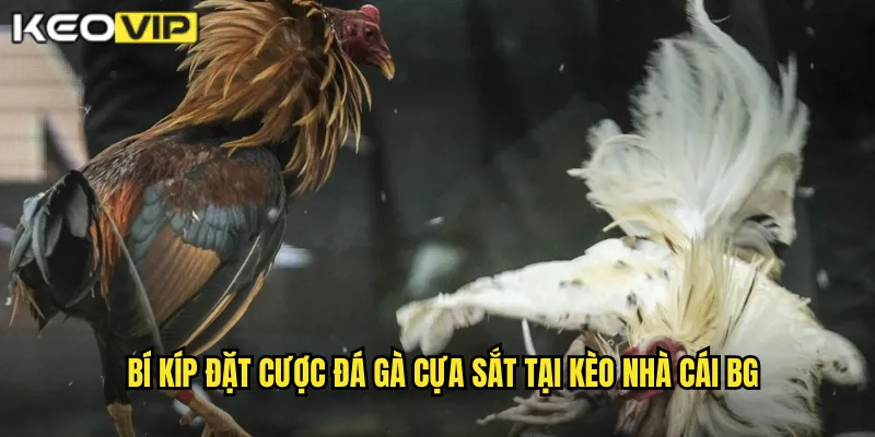 Bí kíp đặt cược đá gà cựa sắt tại kèo nhà cái bg