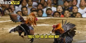 trực tiếp đá gà hôm nay