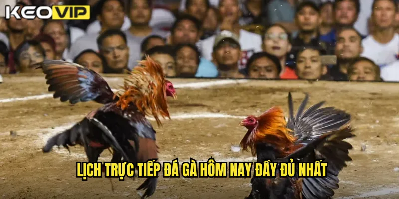 Lịch trực tiếp đá gà hôm nay đầy đủ nhất