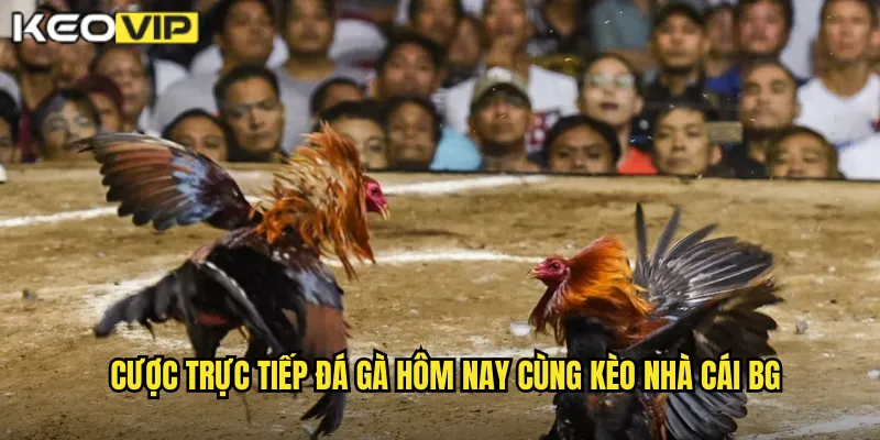Cược trực tiếp đá gà hôm nay cùng kèo nhà cái bg