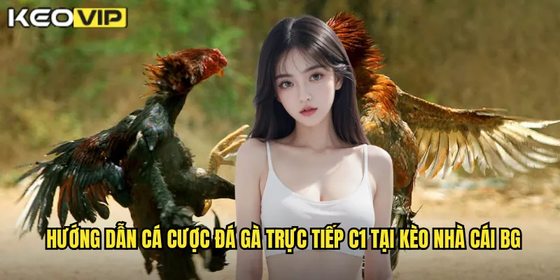 Hướng dẫn cá cược đá gà trực tiếp C1 tại kèo nhà cái bg