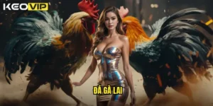 đá gà lai