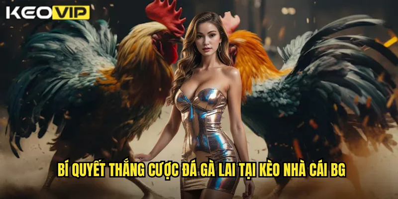 Đá Gà Lai - Sức Mạnh Vượt Trội Cùng kèo nhà cái bg 2 Bí quyết thắng cược đá gà lai tại kèo nhà cái bg